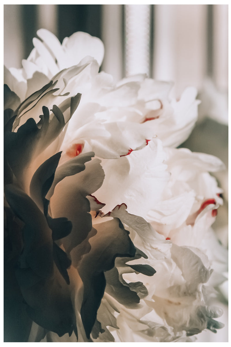 Cuadro Decorativo de Arte, Flores blancas