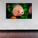 Cuadro Decorativo Pez