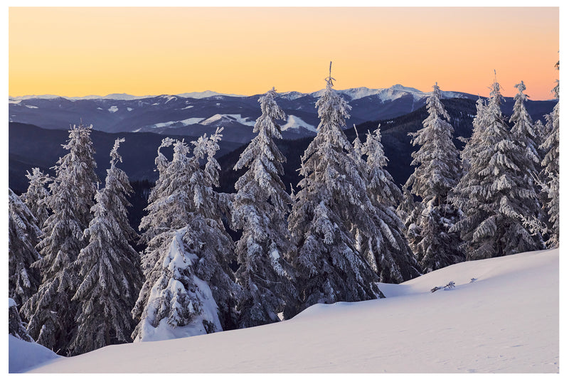 Decorativo Invierno, pinos en amanecer