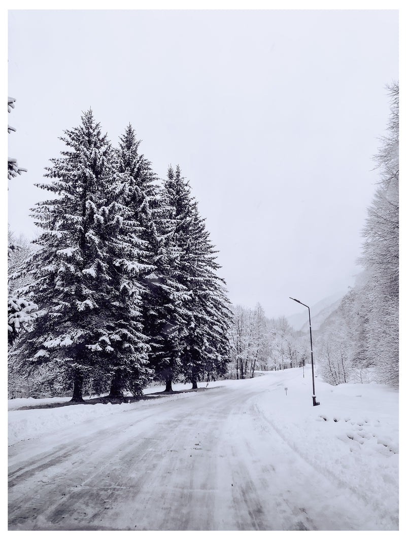 Decorativo Invierno, pinos congelados en avenida