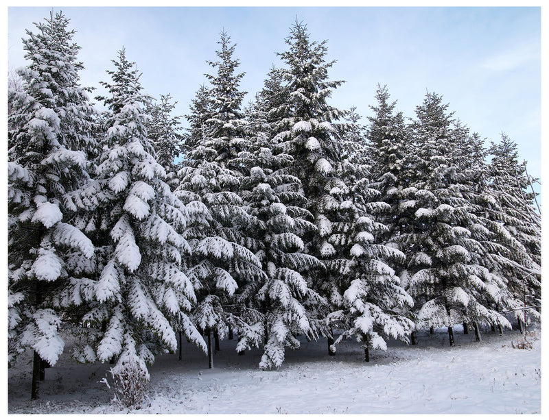 Cuadro Decorativo Invierno, pinos congelados