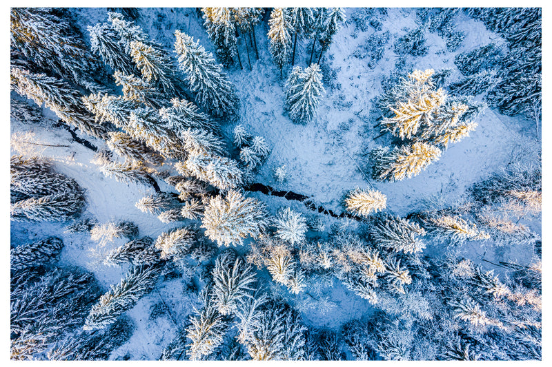 Decorativo Invierno, vista aérea pinos