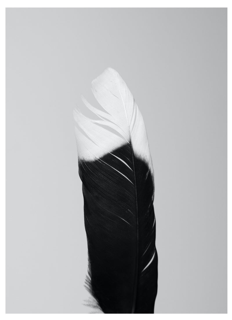 Cuadro Decorativo pluma blanco y negro