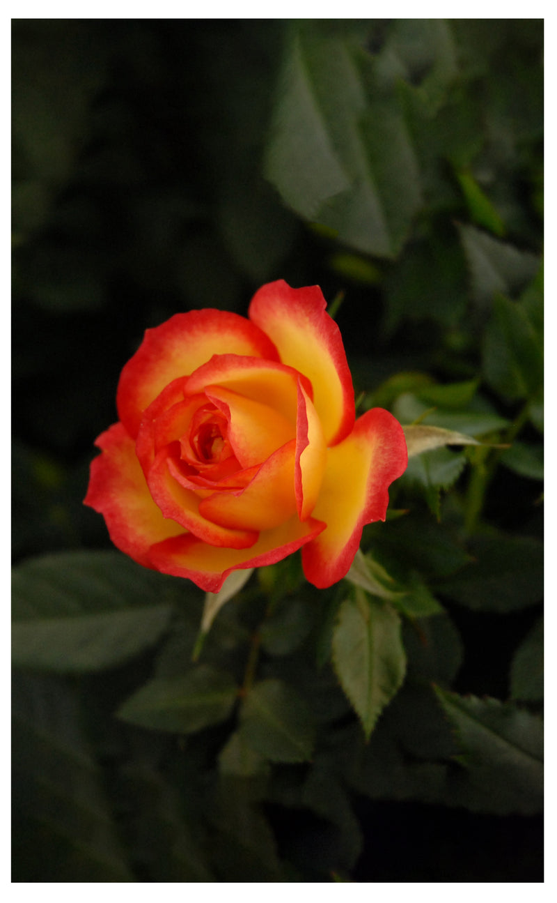 Cuadro Decorativo Floral, Rosa color fuego