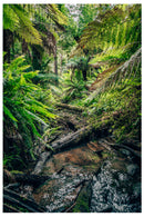 Cuadro Decorativo, Riachuelo de la selva