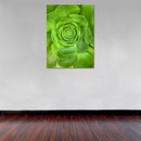 Cuadro Decorativo Floral, Suculenta verde, vertical
