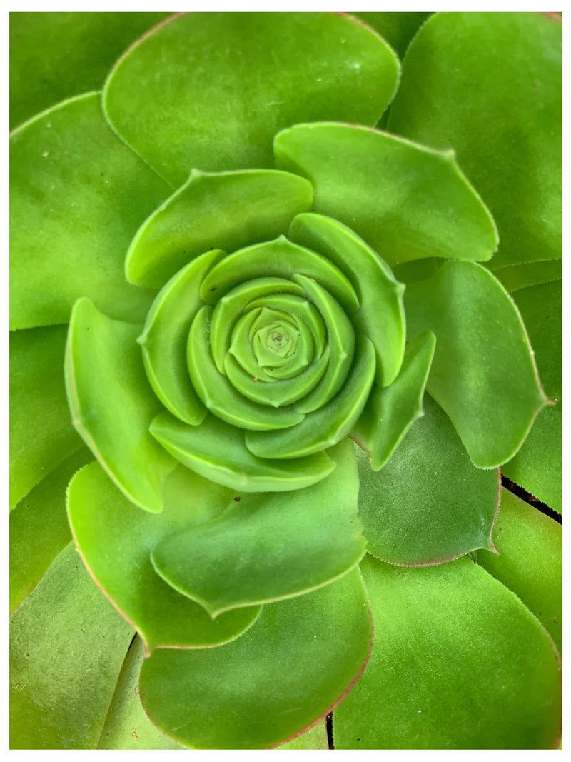 Cuadro Decorativo Floral, Suculenta verde, vertical