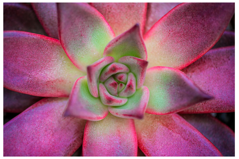 Cuadro Decorativo Floral, suculenta rosada