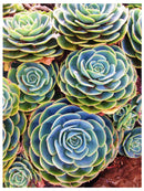 Decorativo, suculentas amarillosas