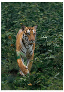 Cuadro Decorativo, Tigre de la selva