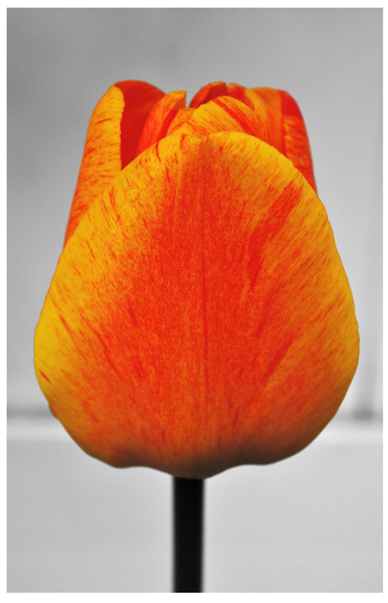 Cuadro Decorativo Minimalista, tulipán rojizo