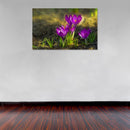 Cuadro Decorativo Primavera, Tulipanes abiertos