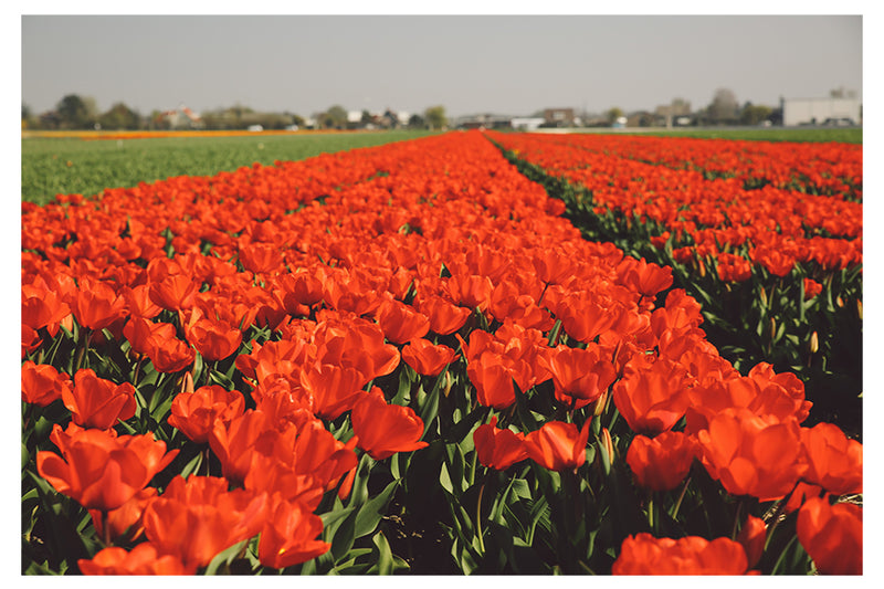 Decorativo Primavera, Tulipanes naranjas