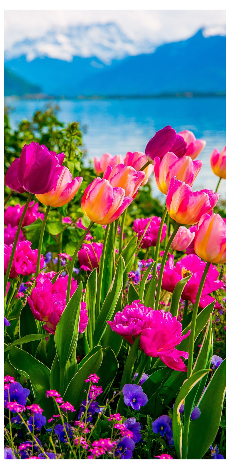 Cuadro Decorativo Primavera, Tulipanes