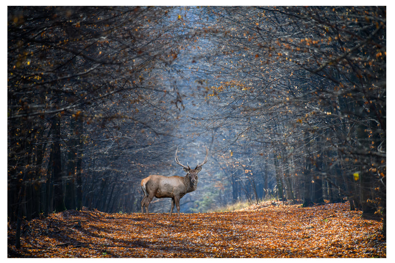 Decorativo Otoño, venado en el bosque