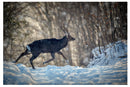 Cuadro Decorativo Invierno, venado en la nieve