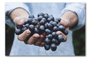 Cuadro Decorativo Uvas