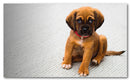Cuadro Decorativo Puppy