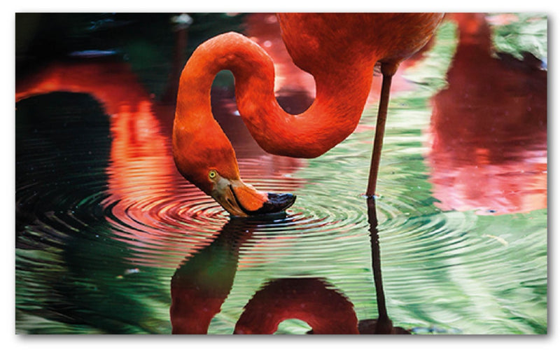 Cuadro Decorativo Flamingo