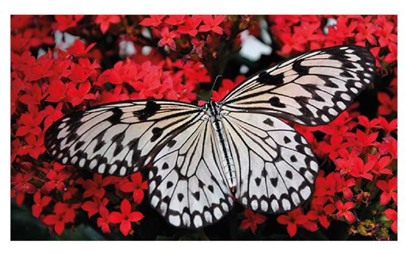 Cuadro Decorativo Mariposa Colorida
