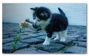 Cuadro Decorativo Pequeño gato
