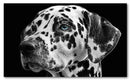 Cuadro Decorativo Dálmata