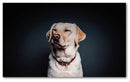 Cuadro Decorativo Labrador