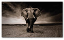 Cuadro Decorativo Majestuoso elefante