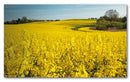 Cuadro Decorativo Paisaje, Campos amarillos