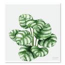 Cuadros decorativos variedad de plantas