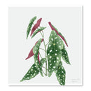 Cuadros decorativos variedad de plantas