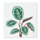 Cuadros decorativos variedad de plantas