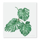 Cuadros decorativos variedad de plantas