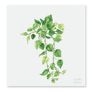 Cuadros decorativos variedad de plantas