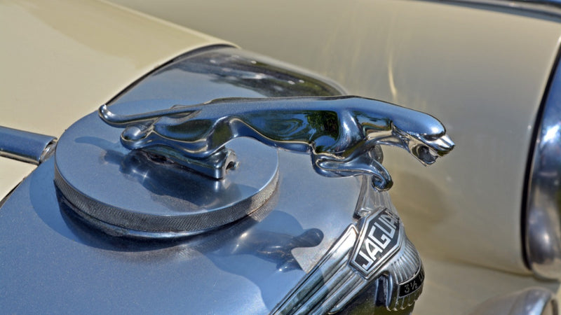 Cuadro Decorativo Ornamento Jaguar clásico perfilado