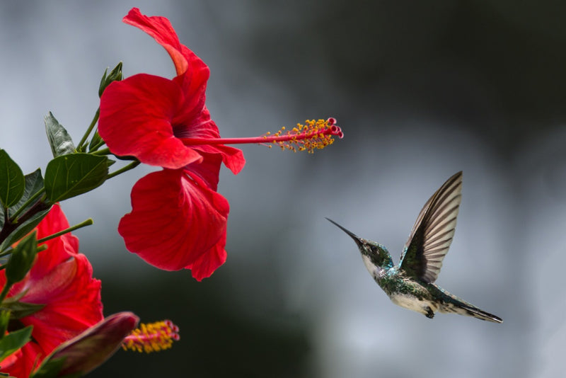 Decorativo floral, colibrie