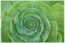 Cuadro Decorativo Floral, Suculenta Verde abierta