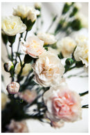 Cuadro Decorativo Floral, Claveles blancas