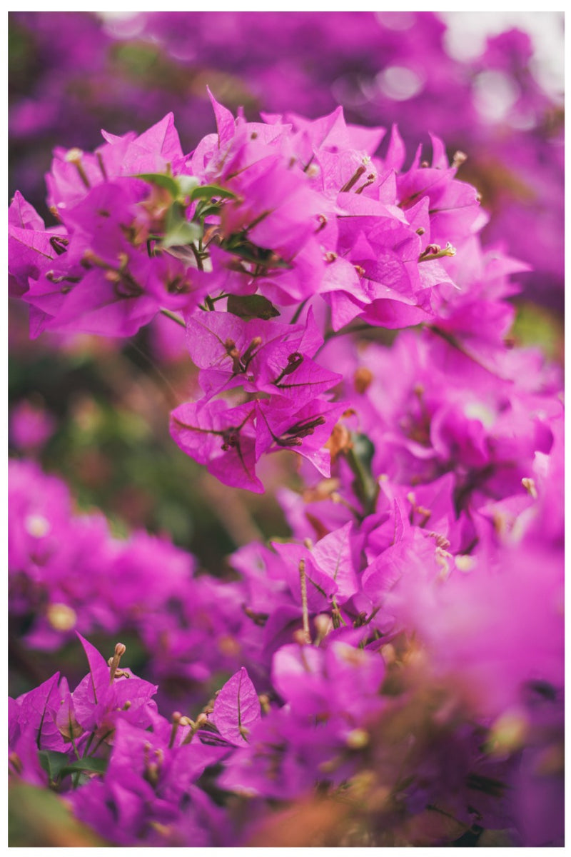 Cuadro Decorativo Floral, Bugambilia morada