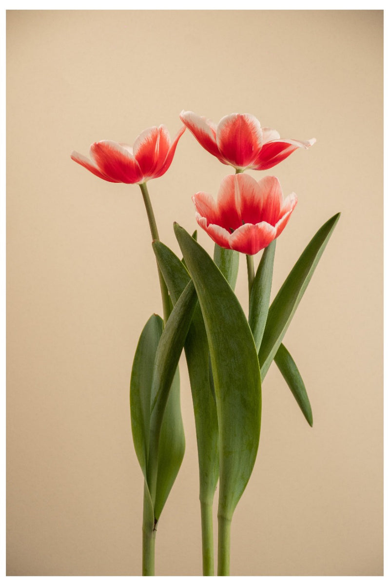 Cuadro Decorativo Minimalista, tulipanes rojos