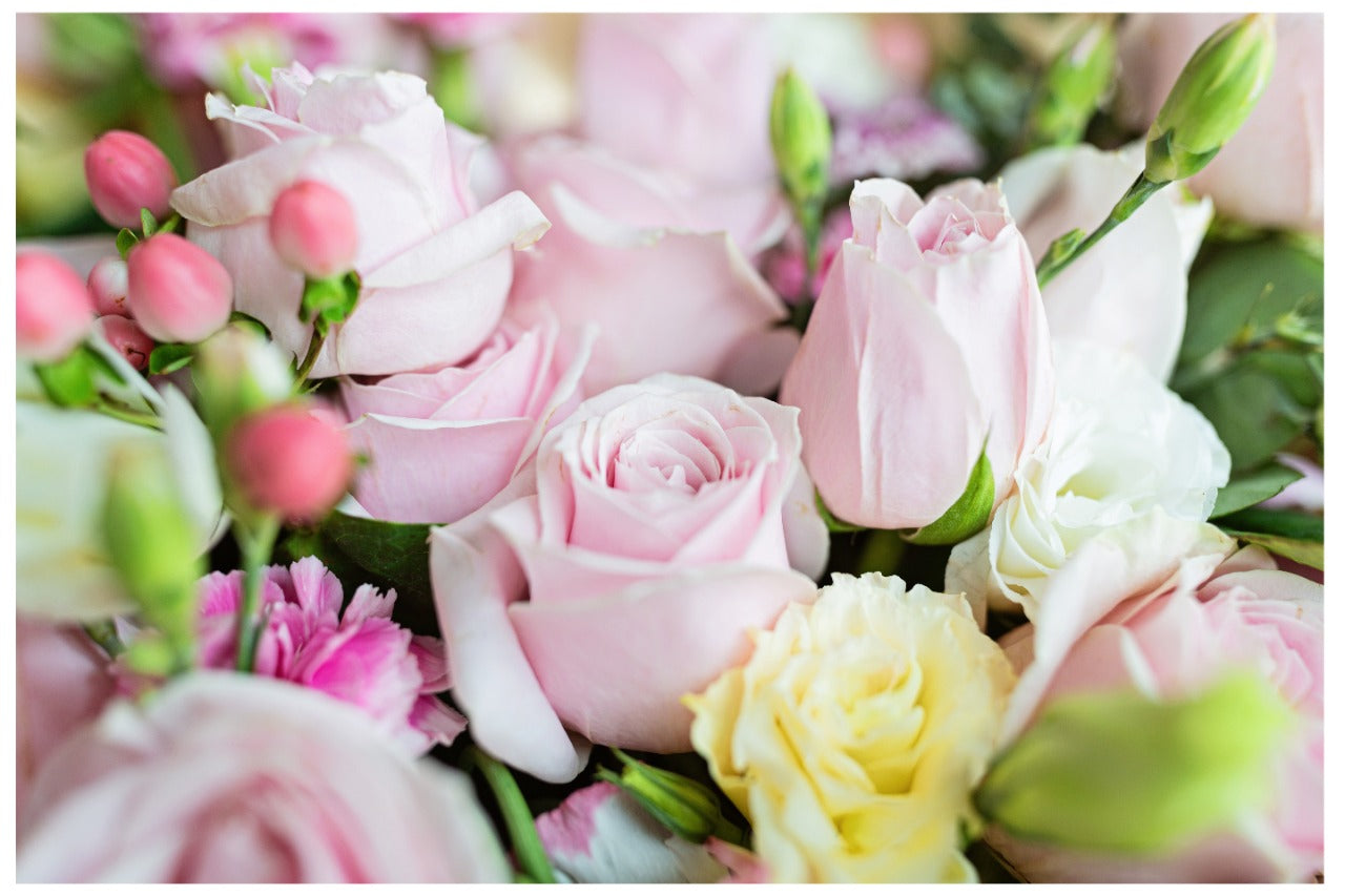 Decorativo, rosas rosadas