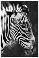 Decorativo, cebra blanco y negro