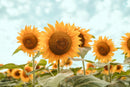 Decorativo, campo de girasoles