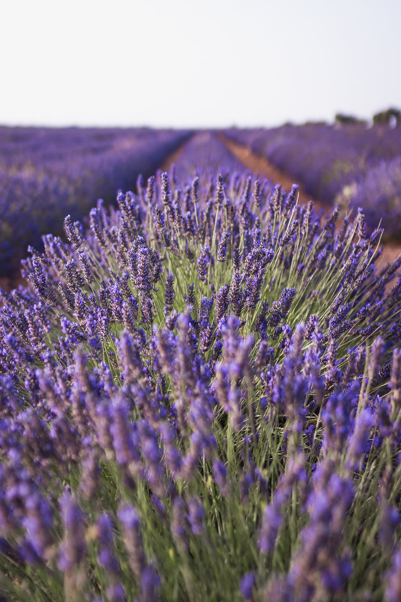 Decorativo, paisaje lavanda