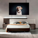 Cuadro Decorativo Labrador